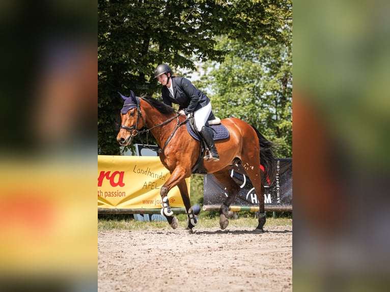 Holstein Gelding 17 years 17,1 hh Brown in Niddatal