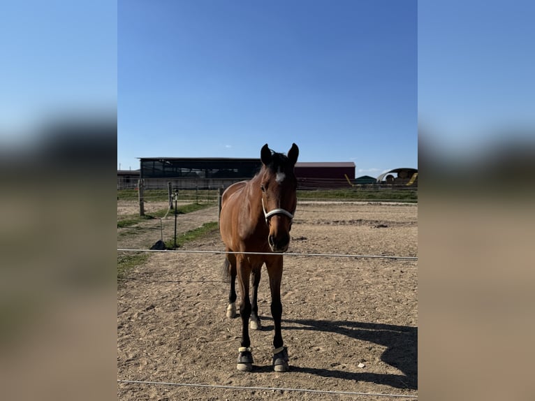 Holstein Gelding 17 years 17,1 hh Brown in Niddatal