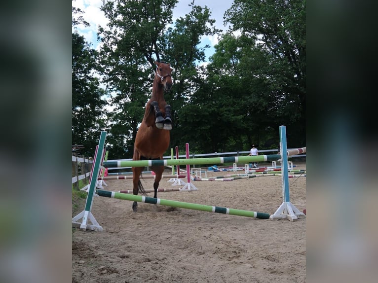 Holstein Gelding 17 years 18 hh Brown in Aichach