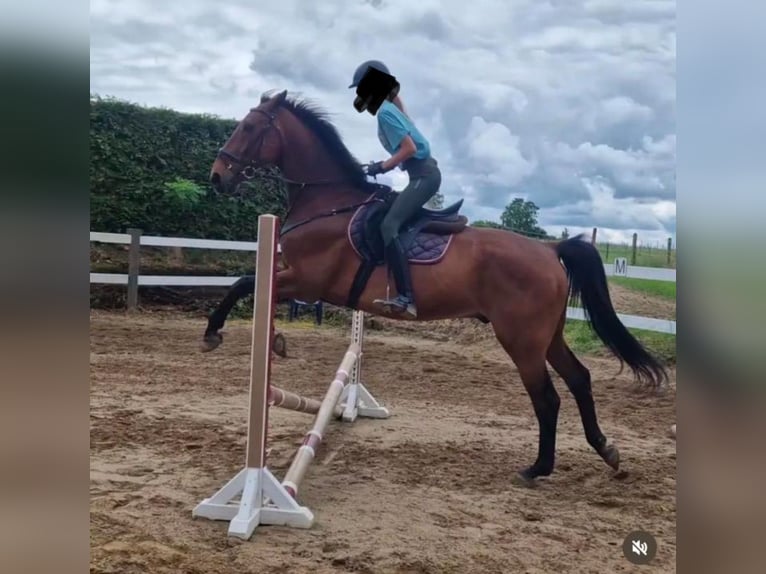 Holstein Gelding 17 years 18 hh Brown in Aichach