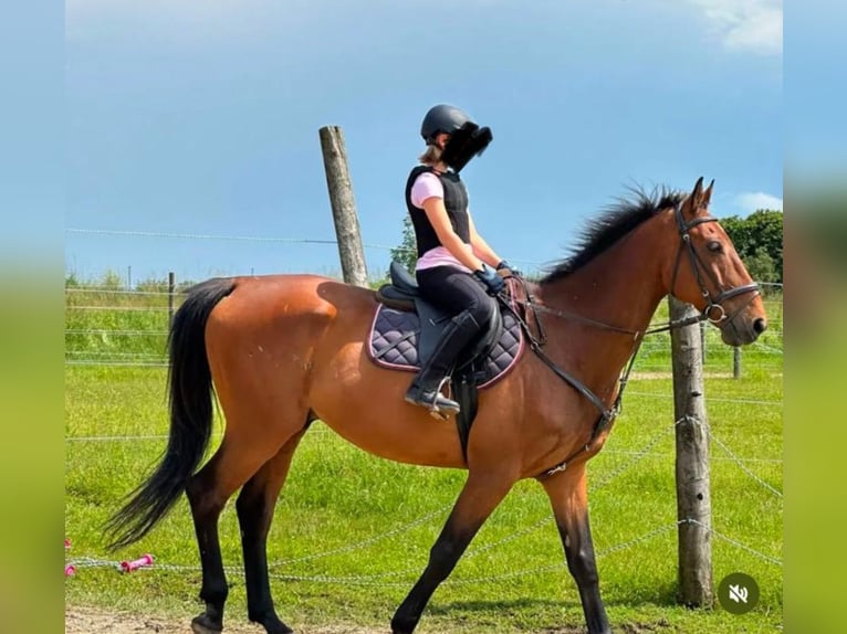 Holstein Gelding 17 years 18 hh Brown in Aichach