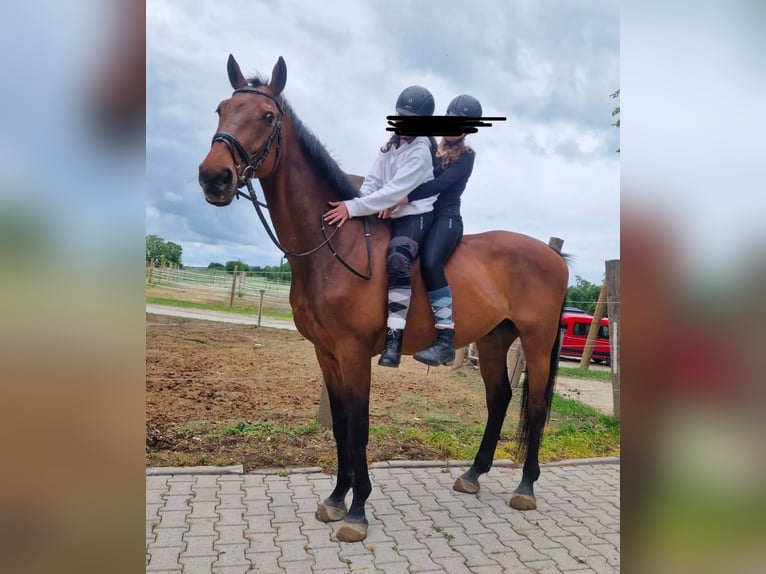 Holstein Gelding 17 years 18 hh Brown in Aichach