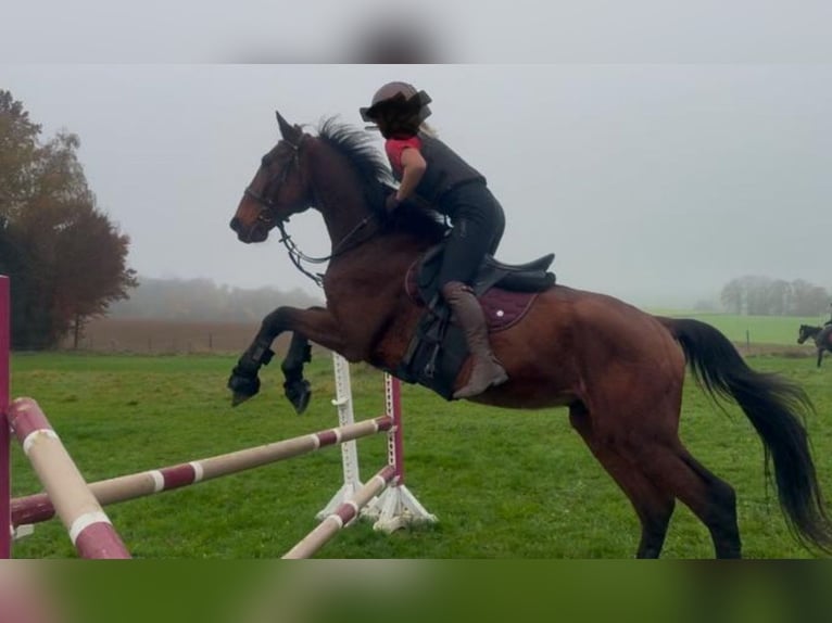 Holstein Gelding 17 years 18 hh Brown in Aichach