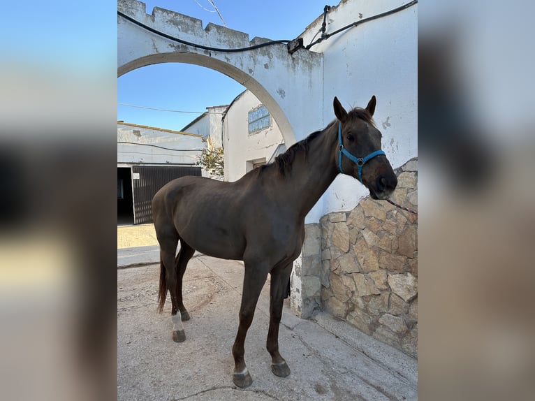 Holstein Gelding 17 years 18 hh Chestnut in Castellon De La Plana/Castello De La Pla