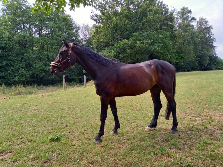 Holstein Gelding 17 years Bay-Dark in Bramsche