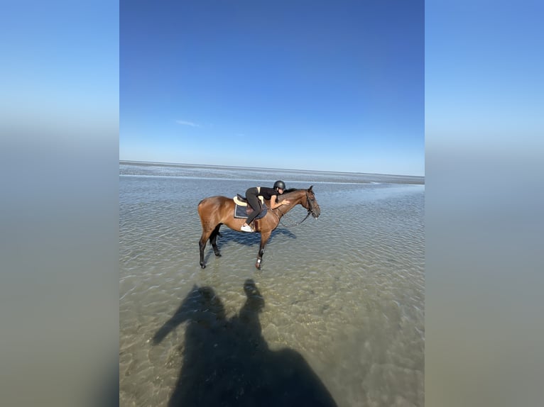 Holstein Gelding 17 years Brown in Ketsch