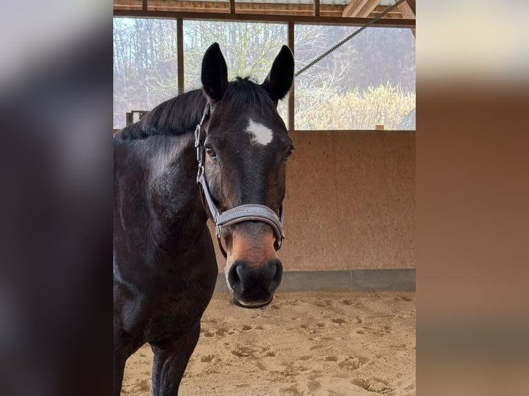 Holstein Gelding 18 years 15,3 hh Bay-Dark in Bad Pyrmont