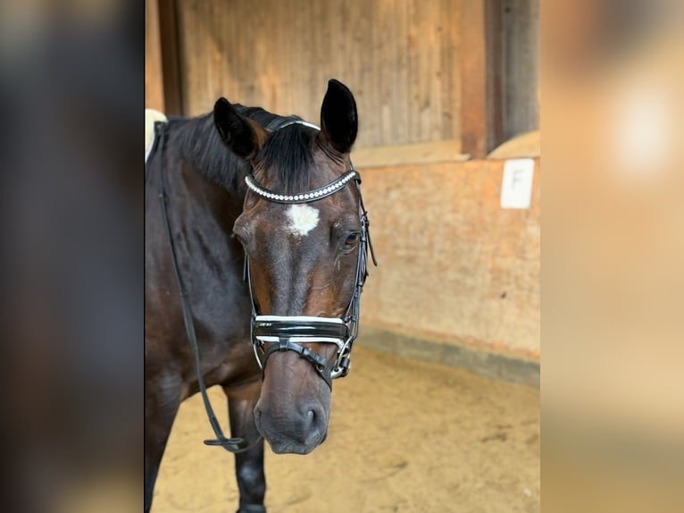 Holstein Gelding 18 years 15,3 hh Bay-Dark in Bad Pyrmont