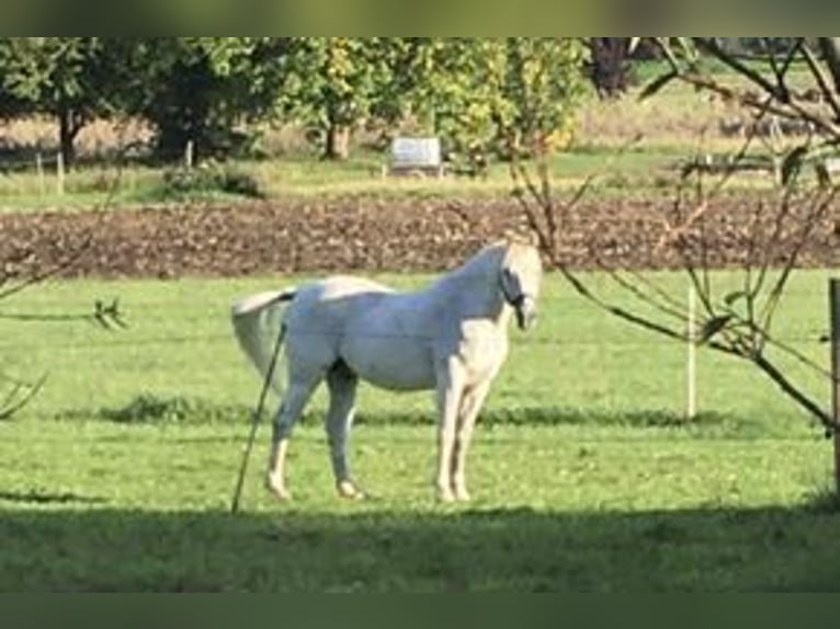 Holstein Gelding 18 years 16.1 hh Grey in Hechingen