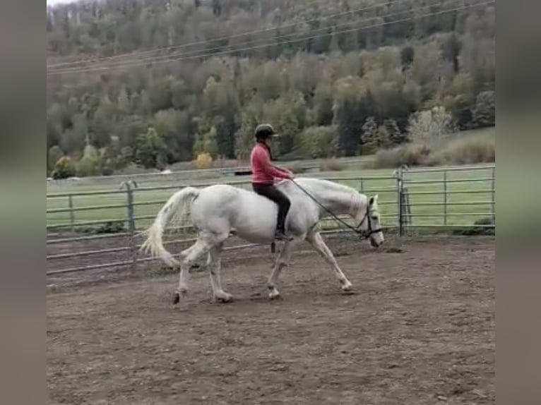 Holstein Gelding 18 years 16.1 hh Grey in Hechingen