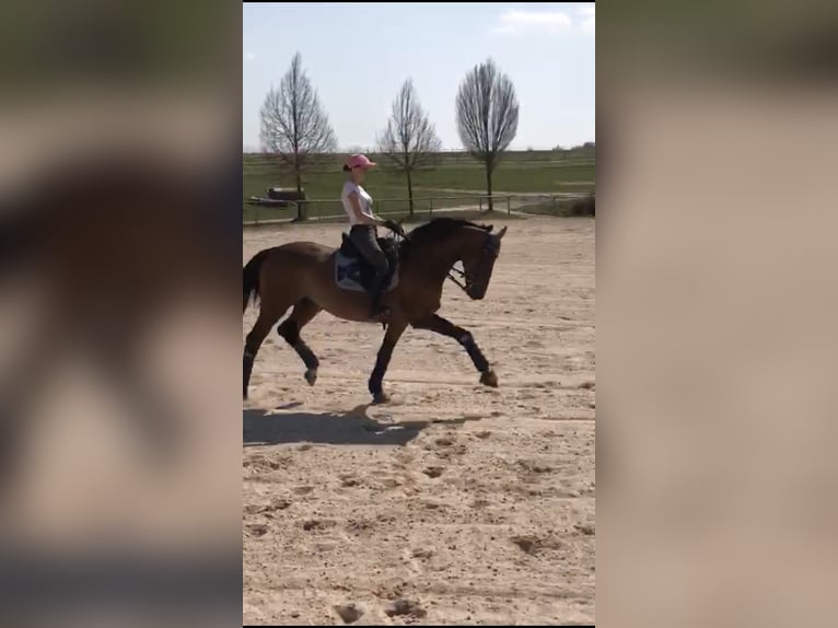 Holstein Gelding 18 years 16.2 hh Brown in WaldachtalSalzstetten