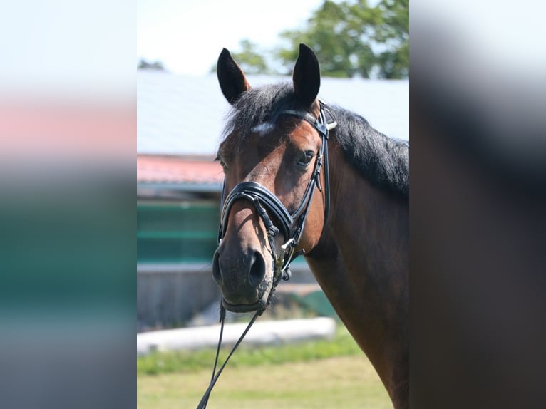 Holstein Gelding 18 years 16.2 hh Brown in WaldachtalSalzstetten
