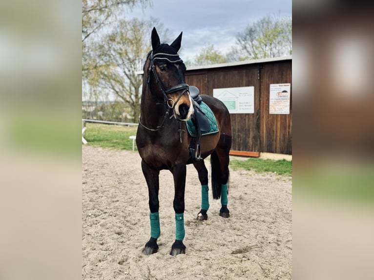 Holstein Gelding 18 years 16.3 hh Bay-Dark in Callenberg
