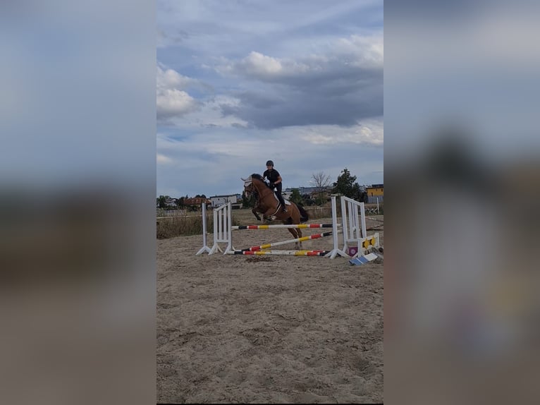 Holstein Gelding 18 years 16,1 hh Brown in Wien, Donaustadt