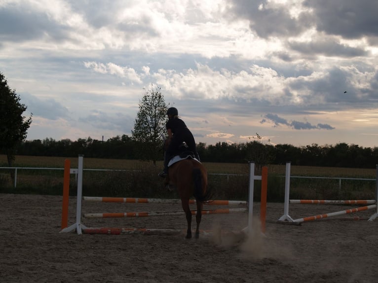 Holstein Gelding 18 years 16,1 hh Brown in Wien, Donaustadt