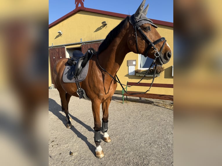 Holstein Gelding 18 years 16,1 hh Brown in Wien, Donaustadt