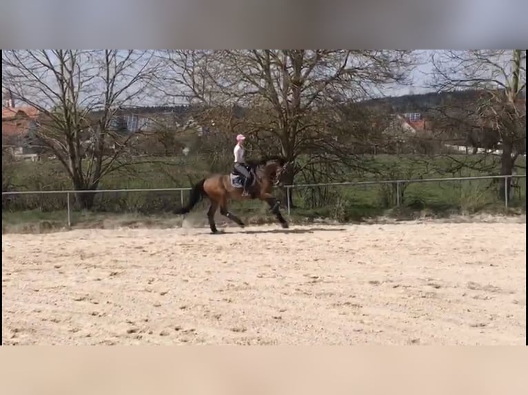 Holstein Gelding 18 years 16,2 hh Brown in WaldachtalSalzstetten
