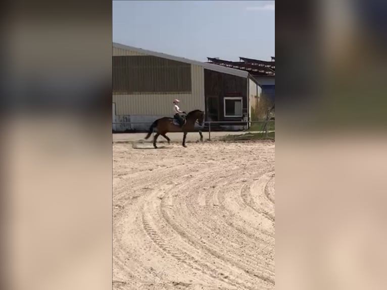 Holstein Gelding 18 years 16,2 hh Brown in WaldachtalSalzstetten