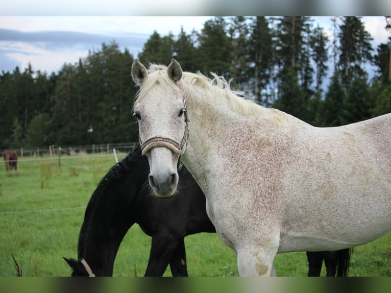 Holstein Gelding 18 years 16,2 hh Gray-Fleabitten in Rottweil