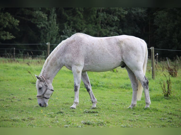 Holstein Gelding 18 years 16,2 hh Gray-Fleabitten in Rottweil