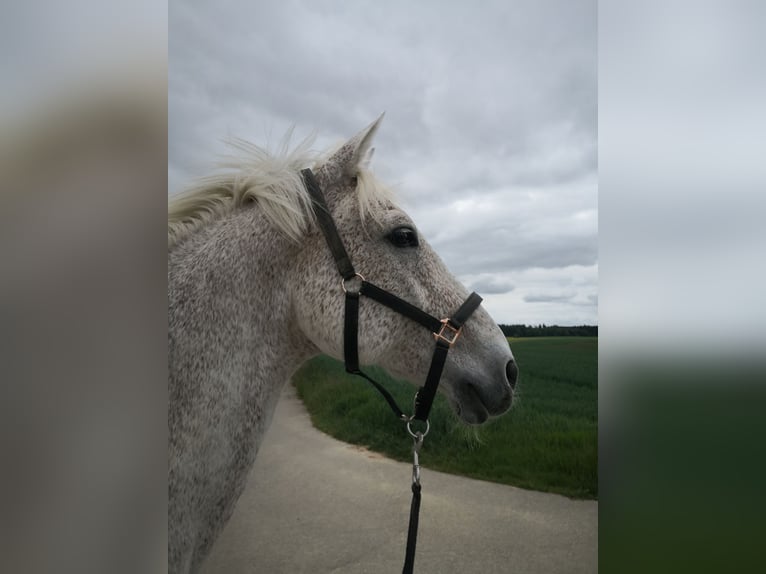 Holstein Gelding 18 years 16,2 hh Gray-Fleabitten in Rottweil Holstein Gelding 18 years 16,2 hh Gray-Fleabitten in Rottweil