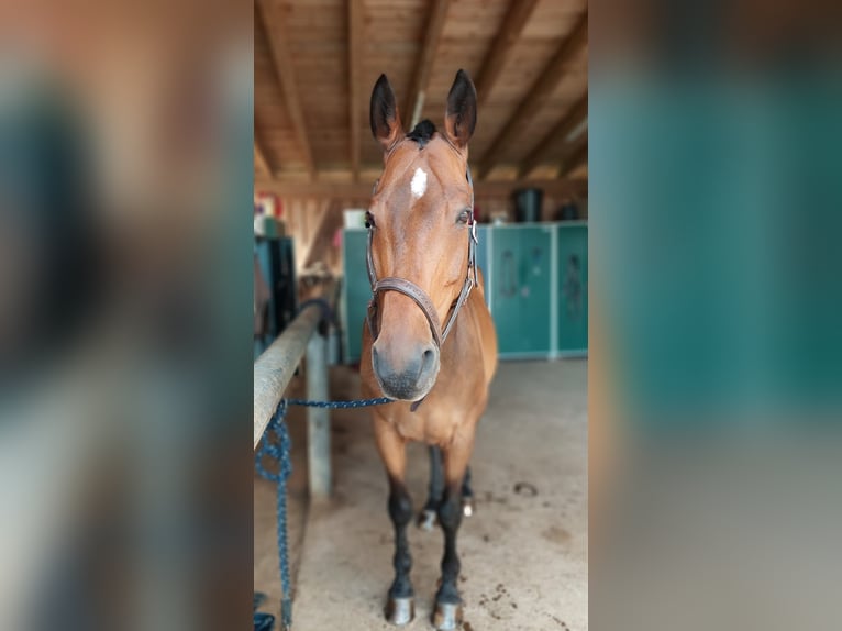 Holstein Gelding 18 years 16,3 hh Brown in Weiden