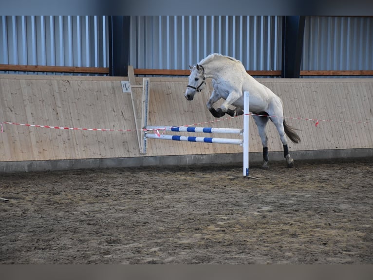 Holstein Gelding 18 years 17.1 hh Grey in Eddelak