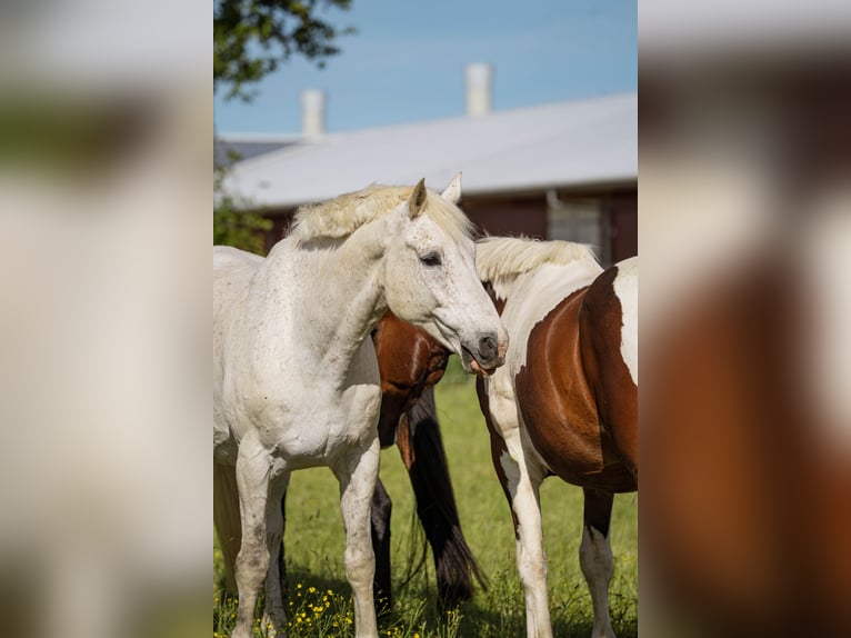 Holstein Gelding 18 years 17.1 hh Grey in Eddelak