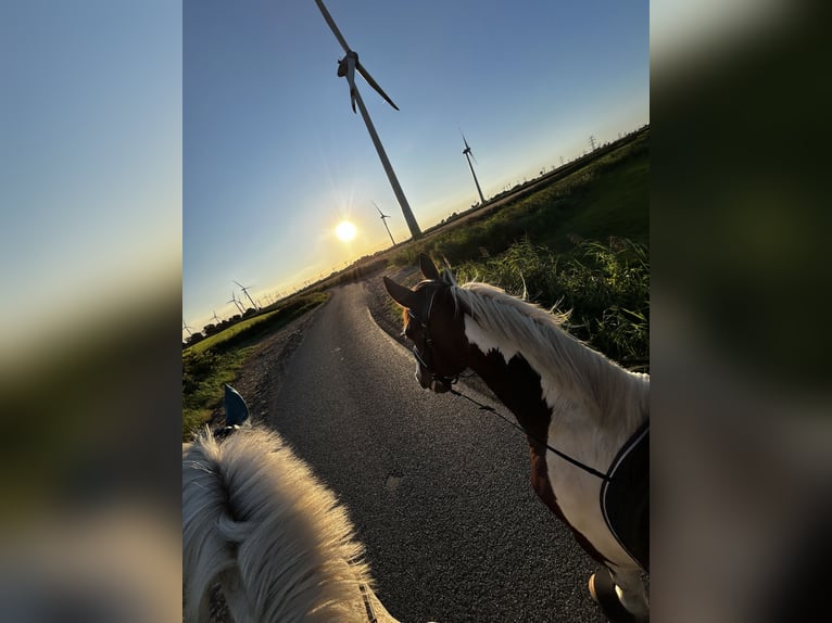 Holstein Gelding 18 years 17.1 hh Grey in Eddelak