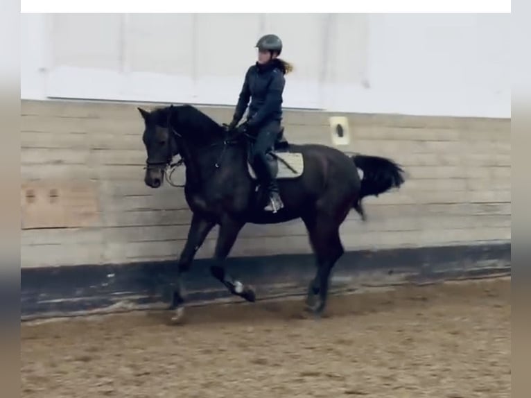 Holstein Gelding 18 years 17 hh Bay-Dark in Esslingen am Neckar