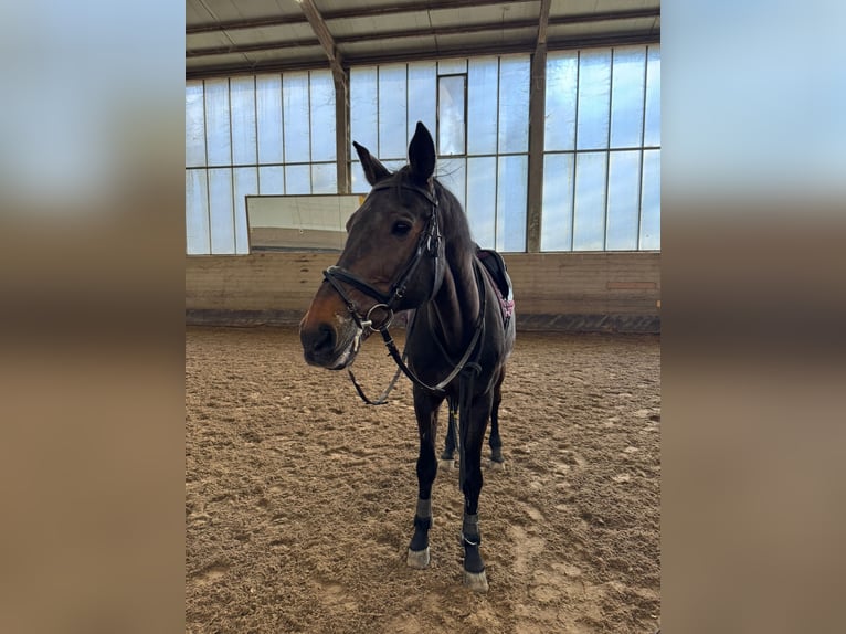 Holstein Gelding 18 years 17 hh Bay-Dark in Esslingen am Neckar