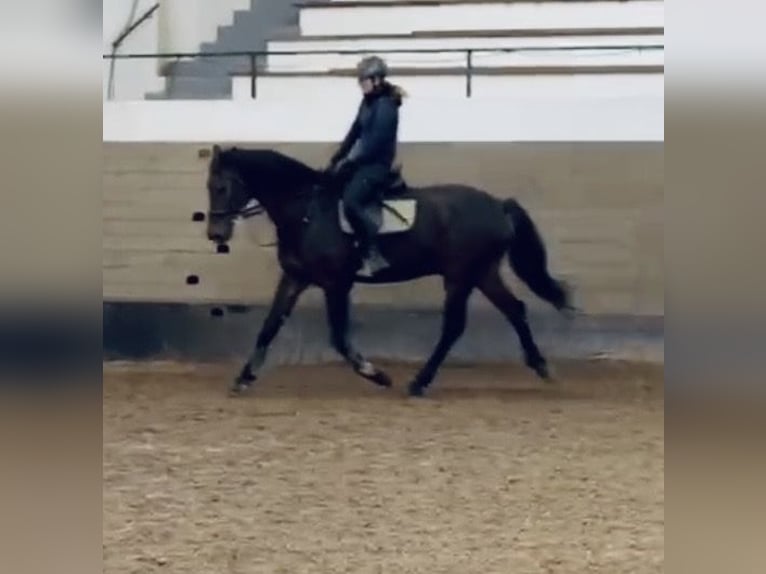 Holstein Gelding 18 years 17 hh Bay-Dark in Esslingen am Neckar