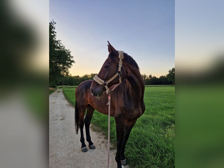 Holstein Gelding 18 years 17 hh Brown in Gaimersheim