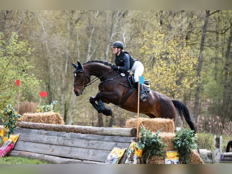 Holstein Gelding 18 years 17 hh Brown in Gaimersheim