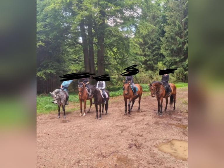 Holstein Gelding 18 years 17 hh Brown in Aichach