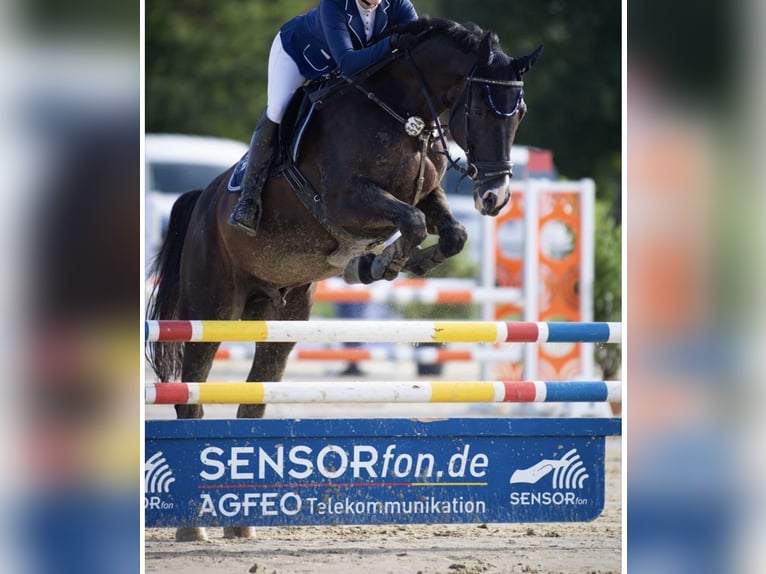 Holstein Gelding 18 years 17 hh Smoky-Black in Melle