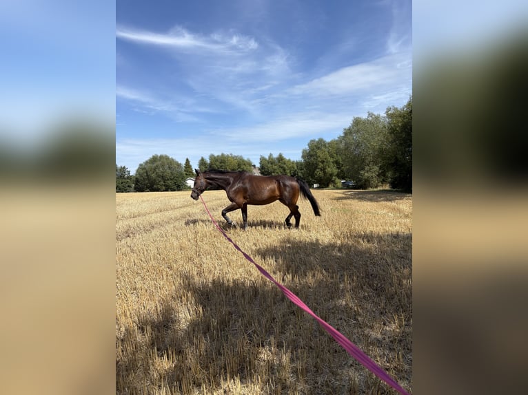 Holstein Gelding 18 years 17,1 hh Brown in Neustadt in Holstein