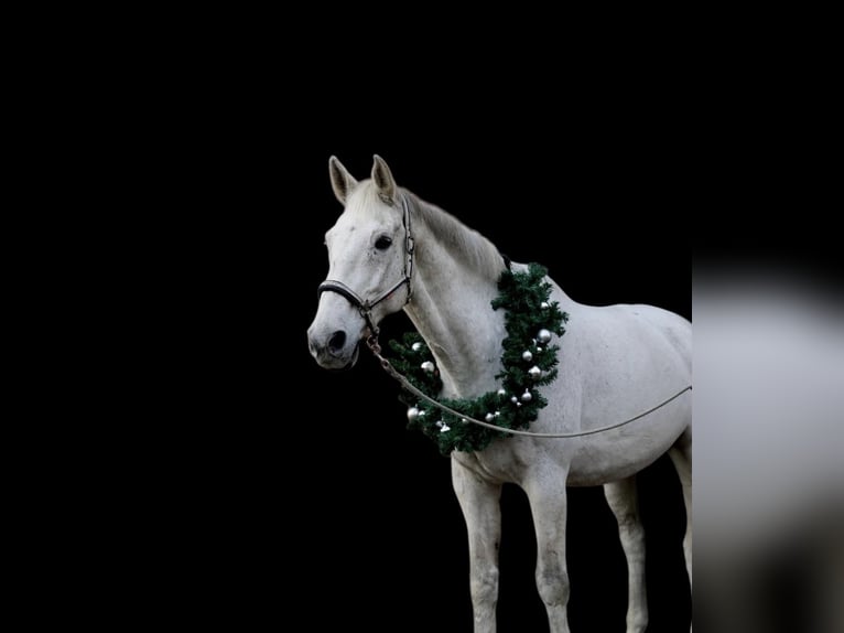 Holstein Gelding 18 years 17,2 hh Gray in Stakendorf