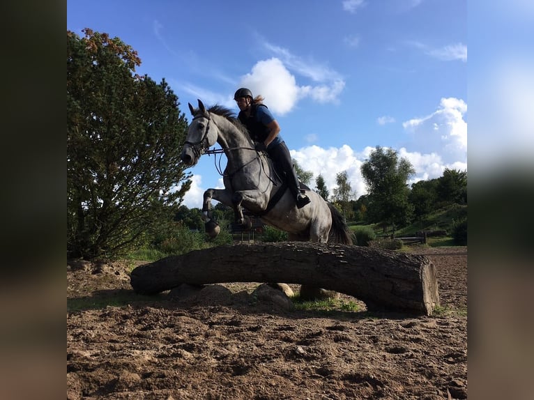 Holstein Gelding 18 years 17,2 hh Gray in Stakendorf
