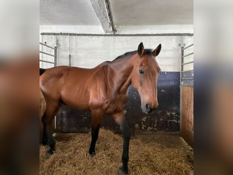 Holstein Gelding 18 years 18 hh Brown in Aichach