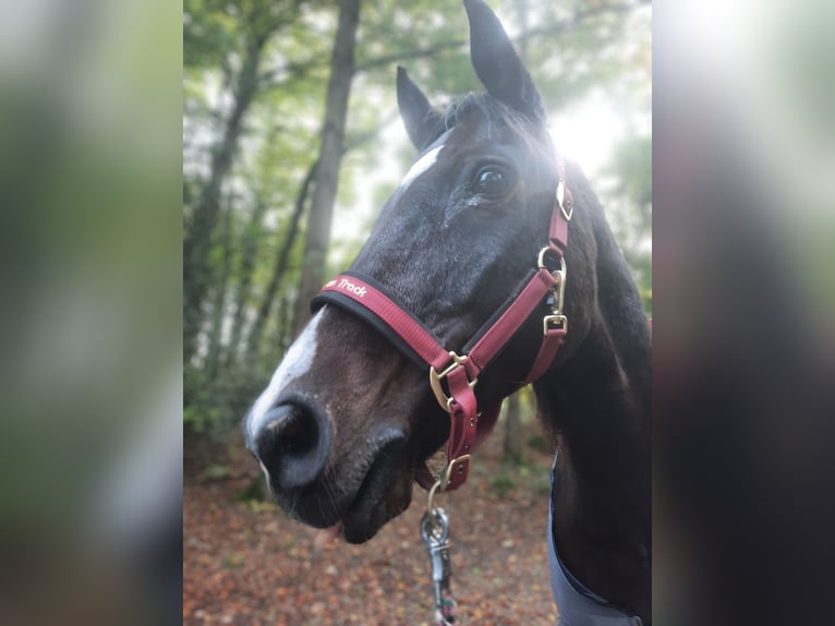 Holstein Mix Gelding 19 years 16,3 hh Brown in Meinerzhagen