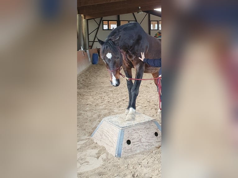 Holstein Mix Gelding 19 years 16,3 hh Brown in Meinerzhagen