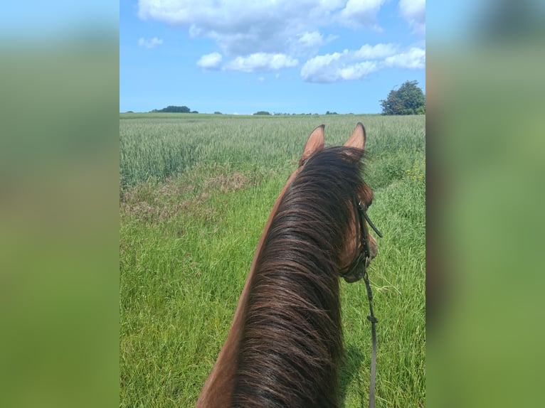 Holstein Gelding 19 years 16 hh Brown in Rostock