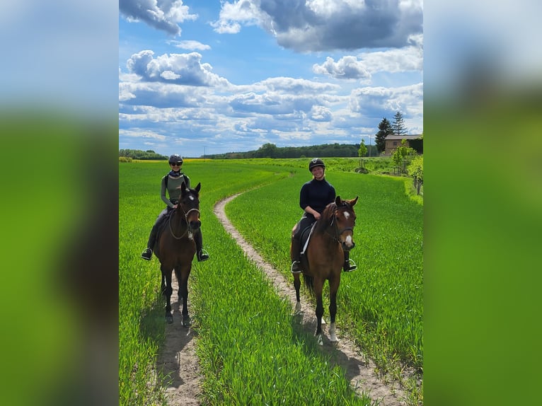 Holstein Gelding 19 years 16 hh Brown in Rostock