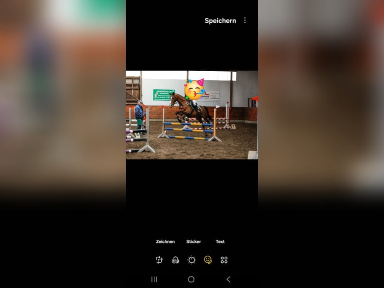 Holstein Gelding 19 years 16 hh Brown in Sankt Peter-Ording