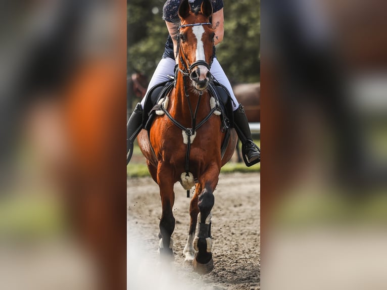 Holstein Gelding 19 years 16 hh Brown in Sankt Peter-Ording