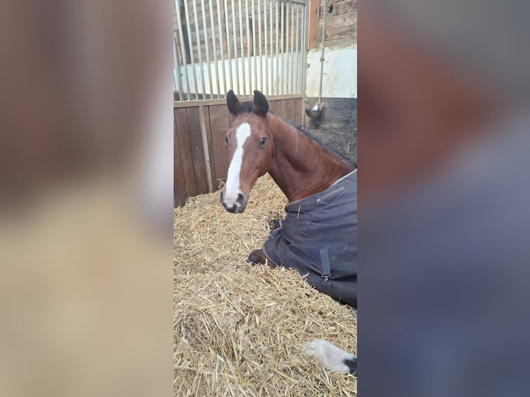 Holstein Gelding 19 years 16 hh Brown in Sankt Peter-Ording