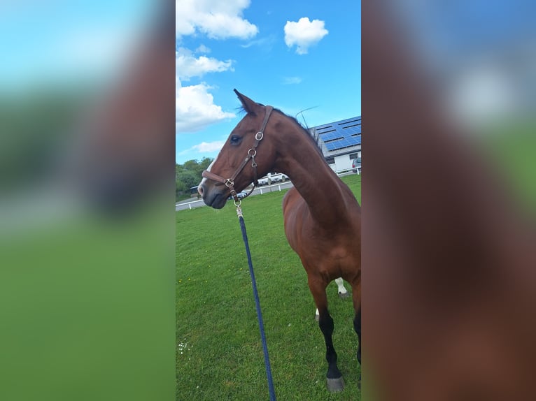 Holstein Gelding 19 years 16 hh Brown in Sankt Peter-Ording