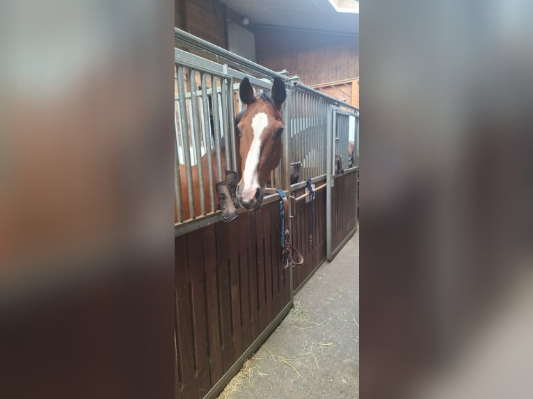 Holstein Gelding 19 years 16 hh Brown in Sankt Peter-Ording