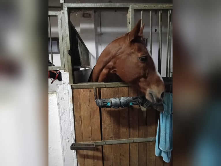 Holstein Gelding 19 years 16 hh Chestnut in Nea Redestos, Thessaloniki